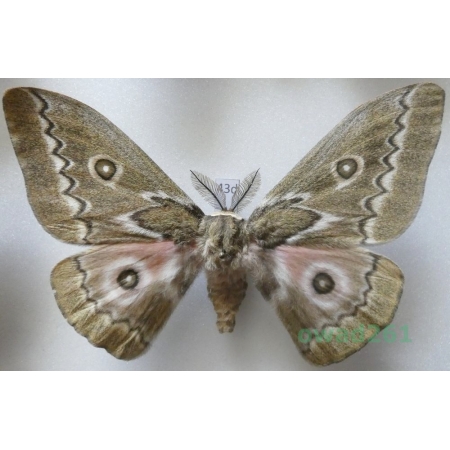Gonimbrasia tyrrhea (Cramer, 1775) male ex. ovo South Africa 103mm43d